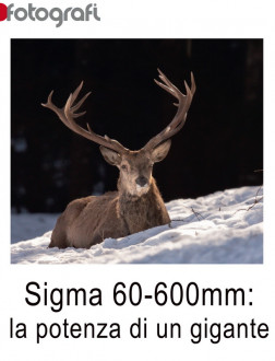 Sigma 60-600mm: la potenza di un gigante