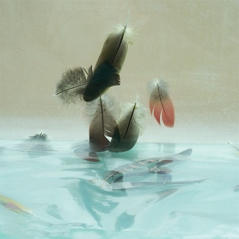 gilles lorin — Peacock's Feather